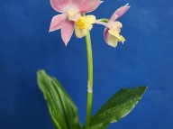 25-28 보라색일본새우란