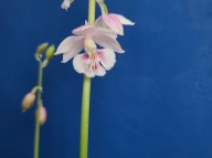 25-29 보라색일본새우란