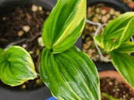 25-30 새우란호복륜