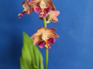 25-33 분홍색설새우란