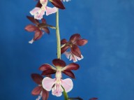 25-34 흑자색색설