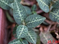 탐라사철란(아리수)