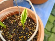 26-1 새우란복륜