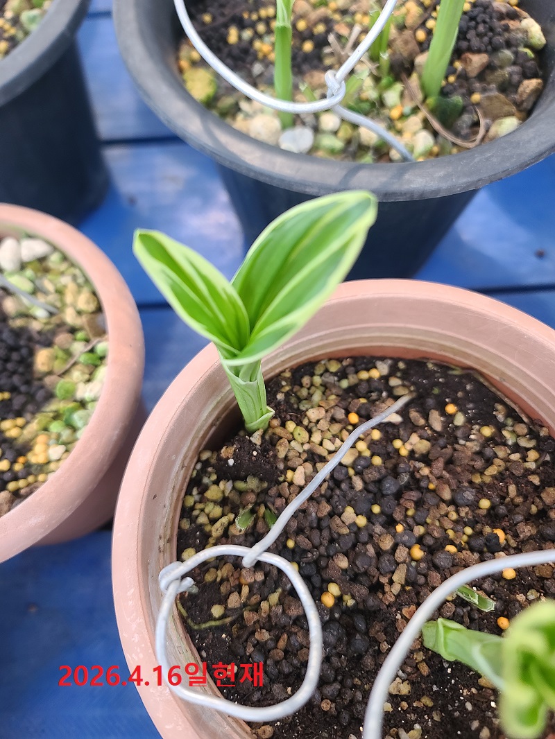 26-2 새우란 복륜