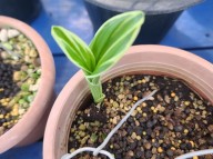 26-2 새우란 복륜