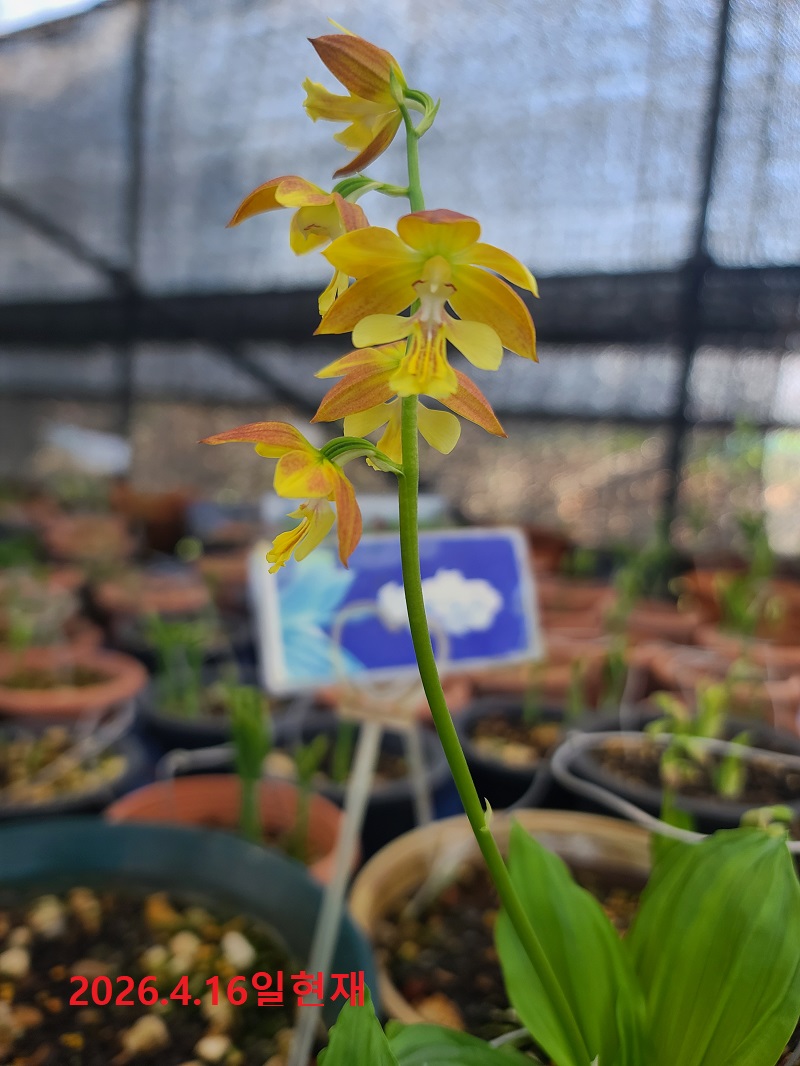 26-3 한라새우란