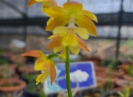 26-3 한라새우란