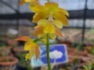 26-3 한라새우란