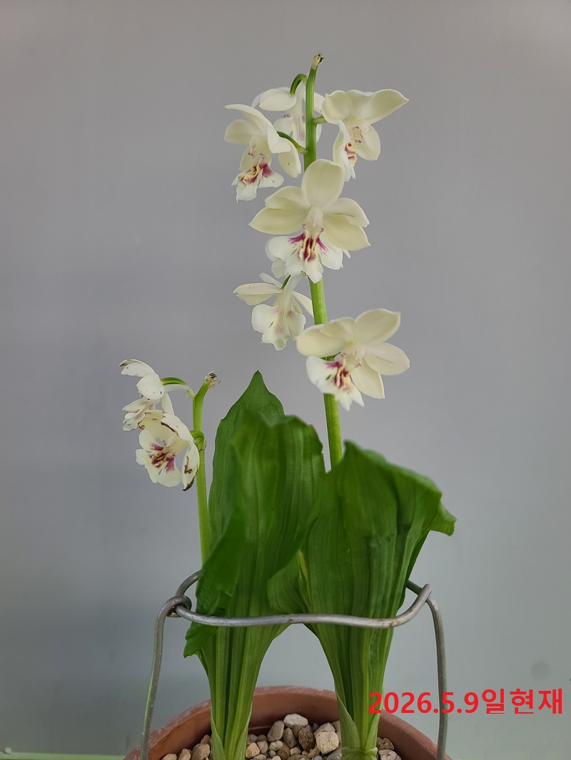 26-8 일본새우란 백화 2촉