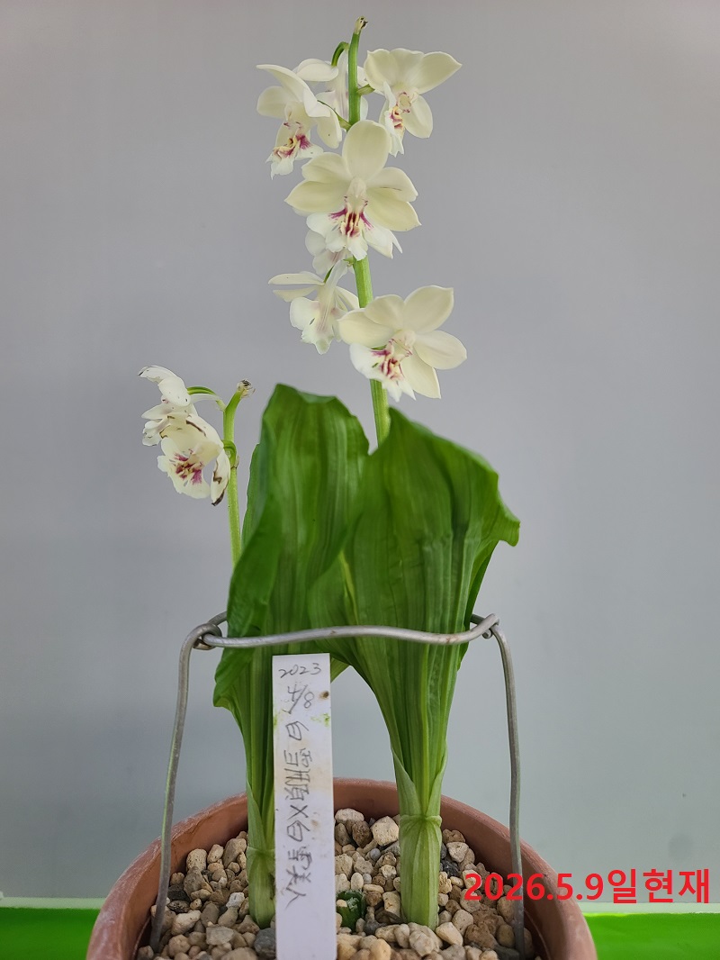 26-8 일본새우란 백화 2촉