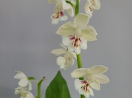26-8 일본새우란 백화 2촉