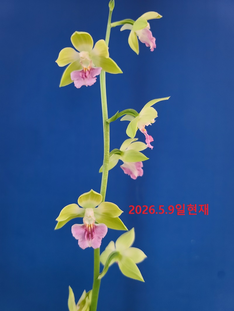 26-10 일본새우란녹판색설