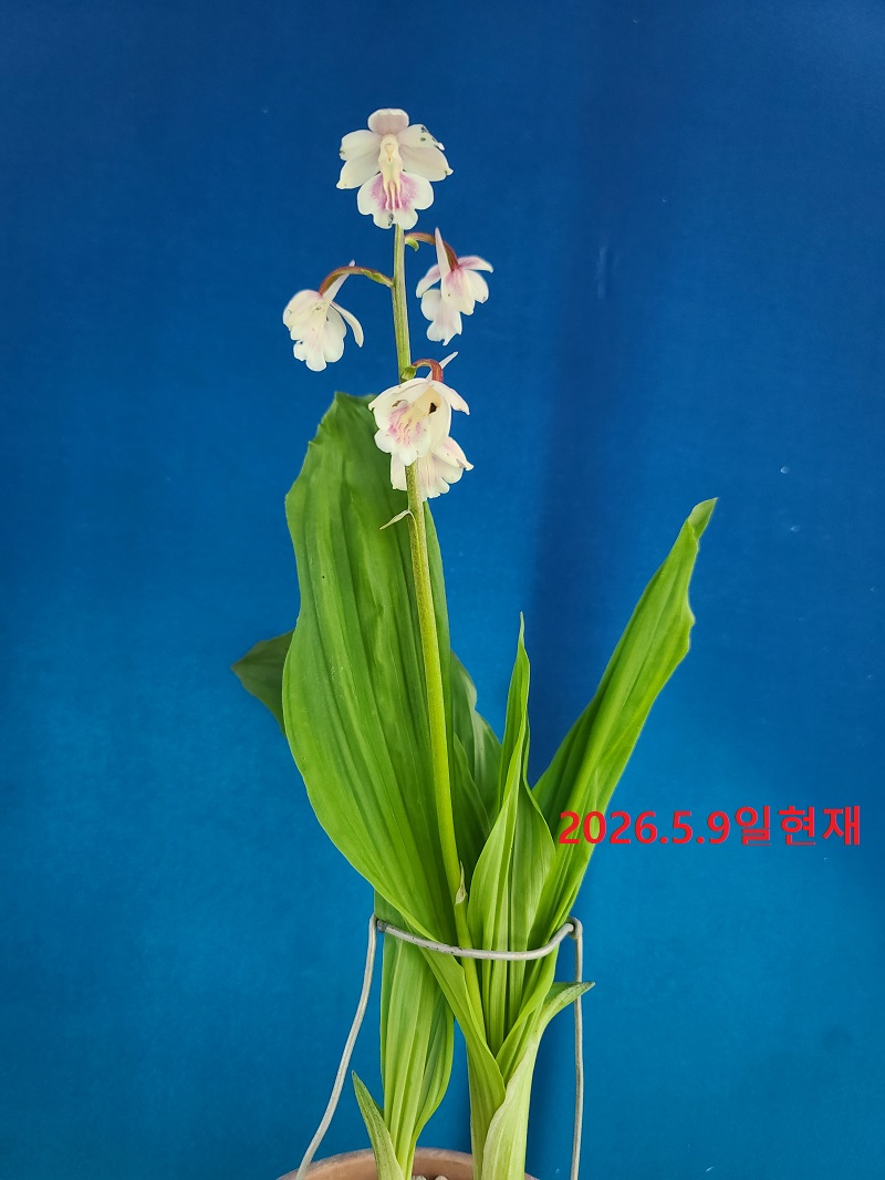 26-11 일본새우란백화 2촉