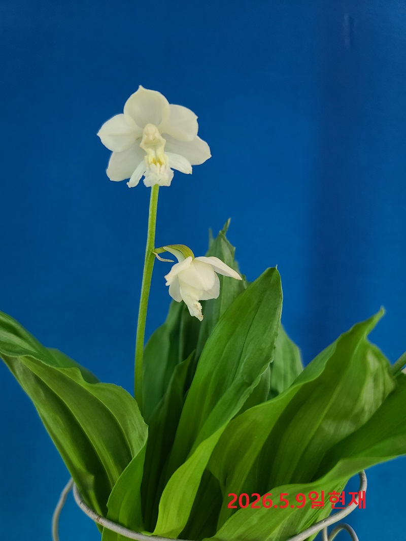 26-16 일본새우란 백화 2촉